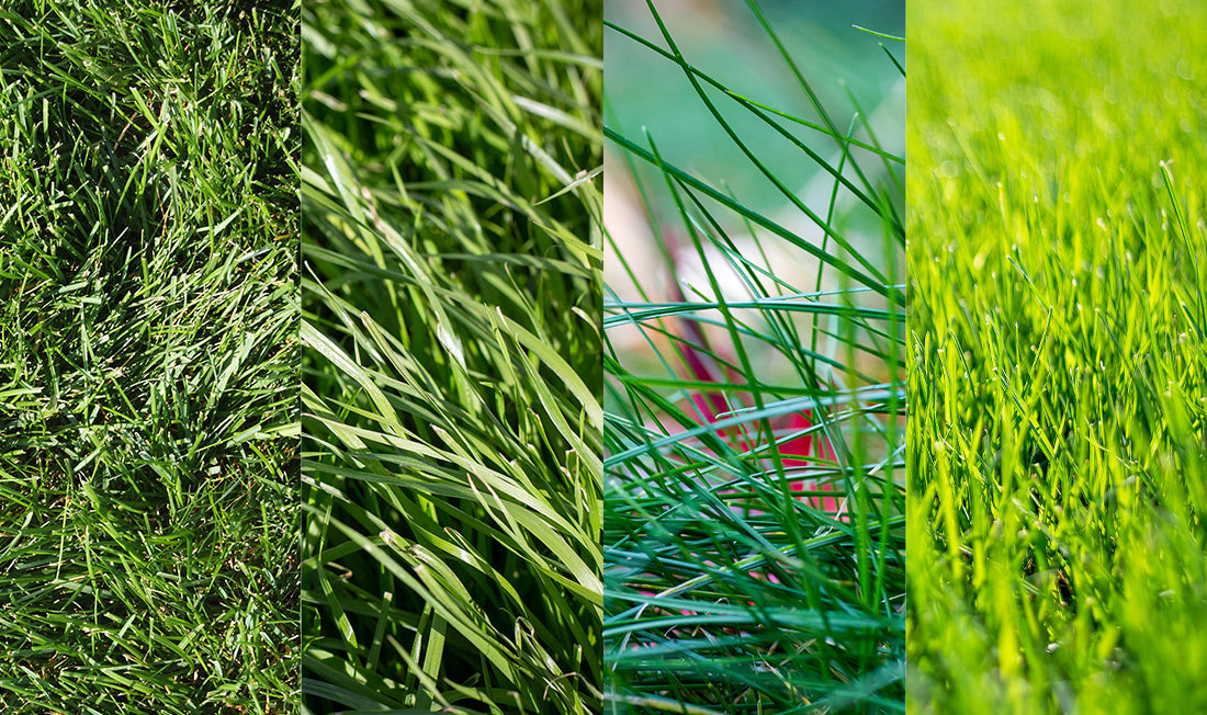 Kentucky Bluegrass, Perennial Ryegrass, Fine Fescue, and Tall Fescue