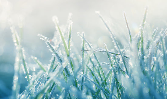 Ice damage to lawns - Can you prevent it?