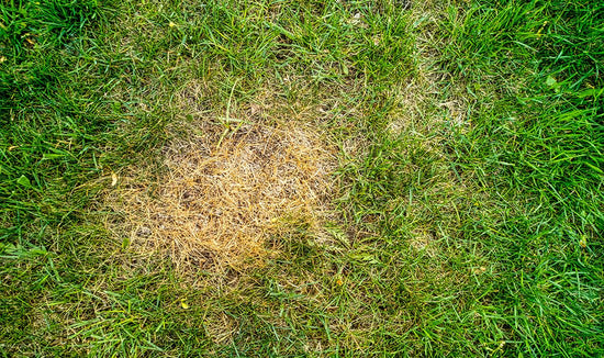 What Is Fertilizer Burn and What Causes It?