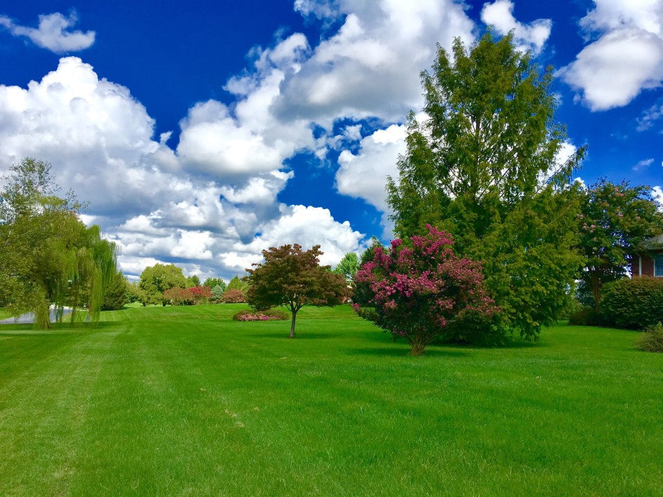 Park with grass and trees.