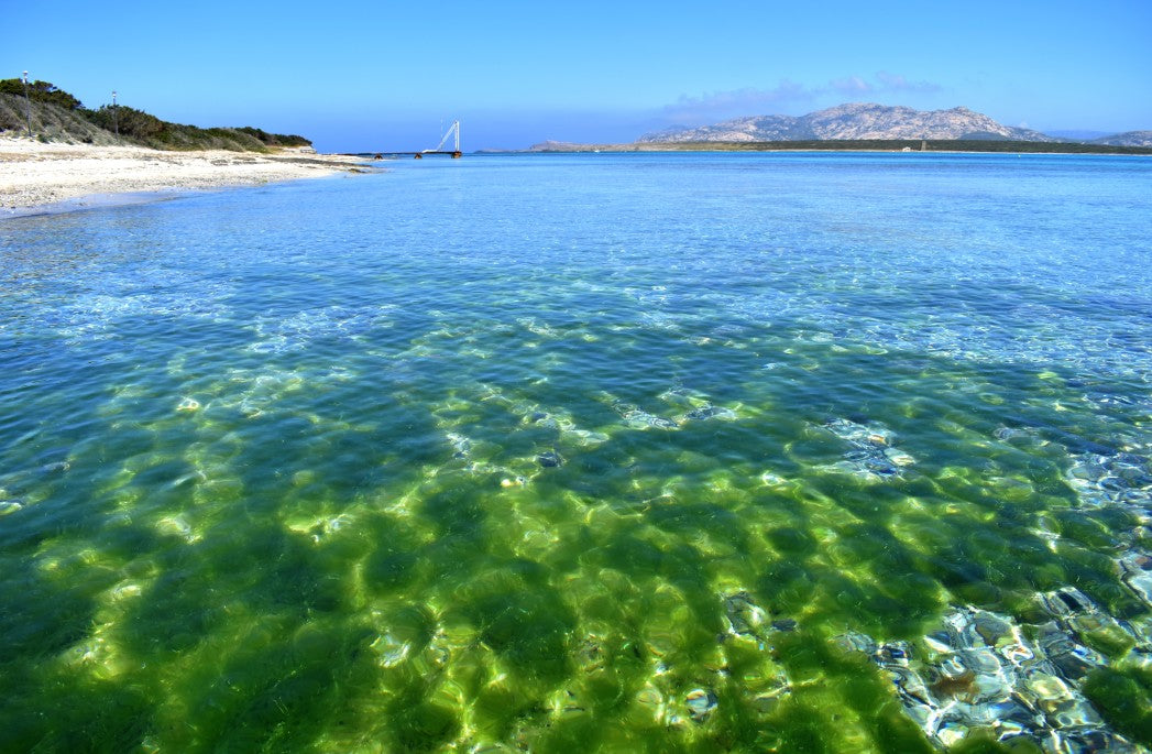 seaweed in ocean