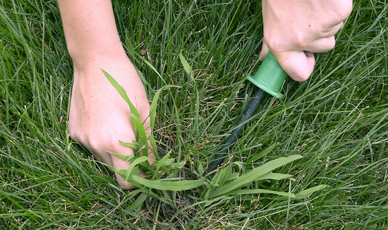 Pre-Emergent and Post-Emergents for Getting Rid of Crabgrass