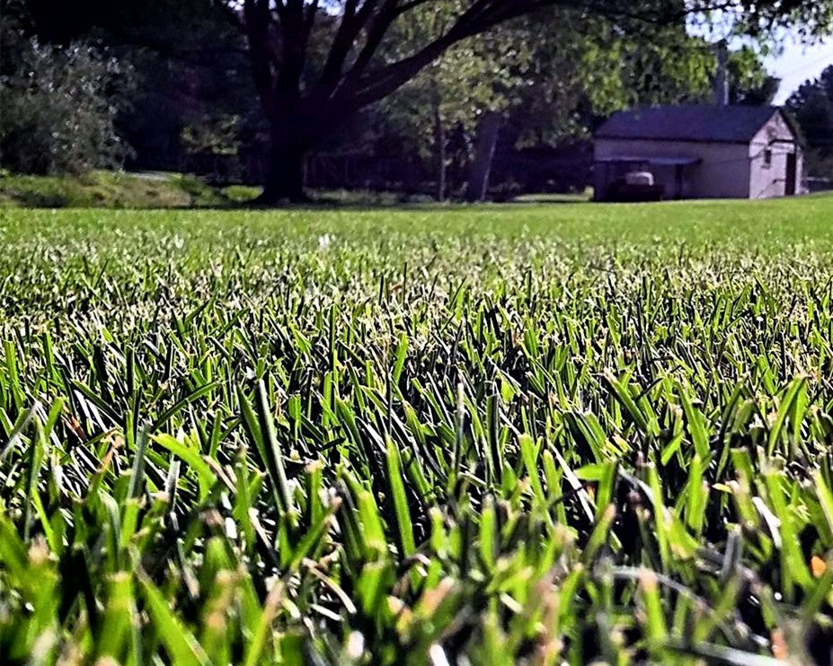 healthy lawn with barn