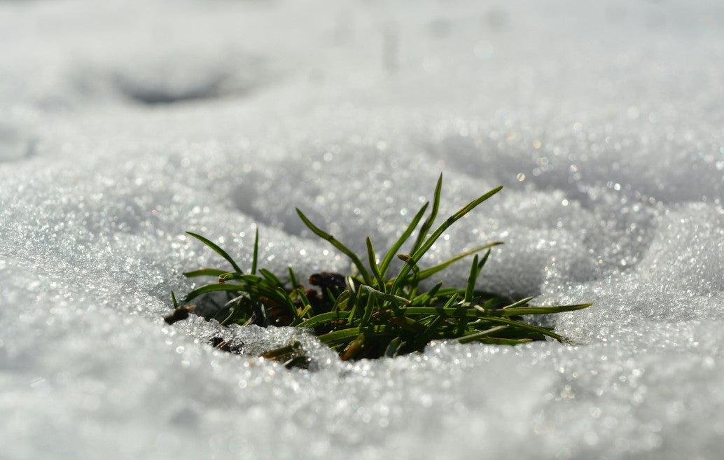 lawn covered in snow