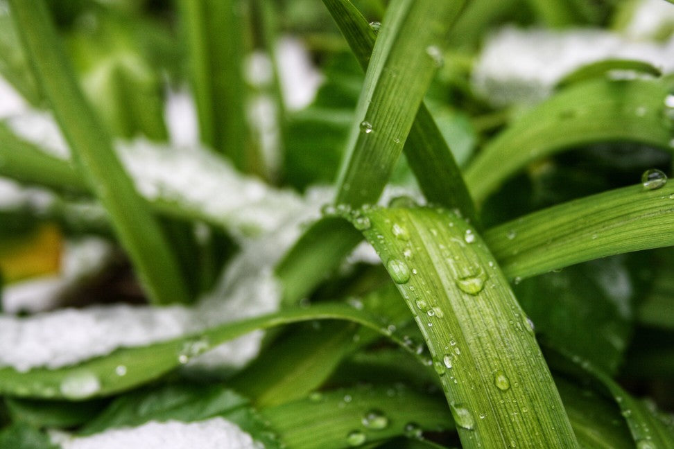 snow on grass