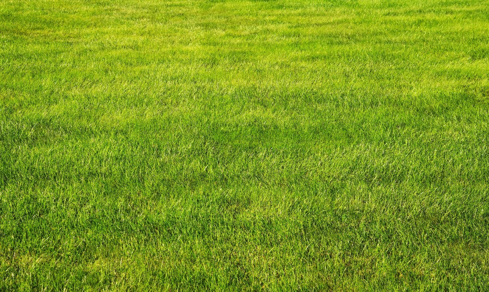 lush green lawn on display