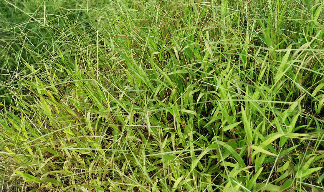 Long pale green Bahiagrass with seed heads emerging