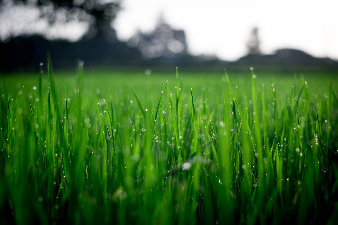 How to Identify the Cool-Season Grasses