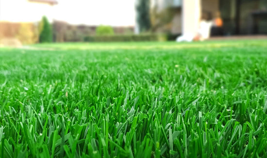 Warm-Season Grass Lawn Guide
