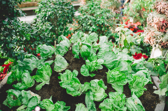 vegetable garden