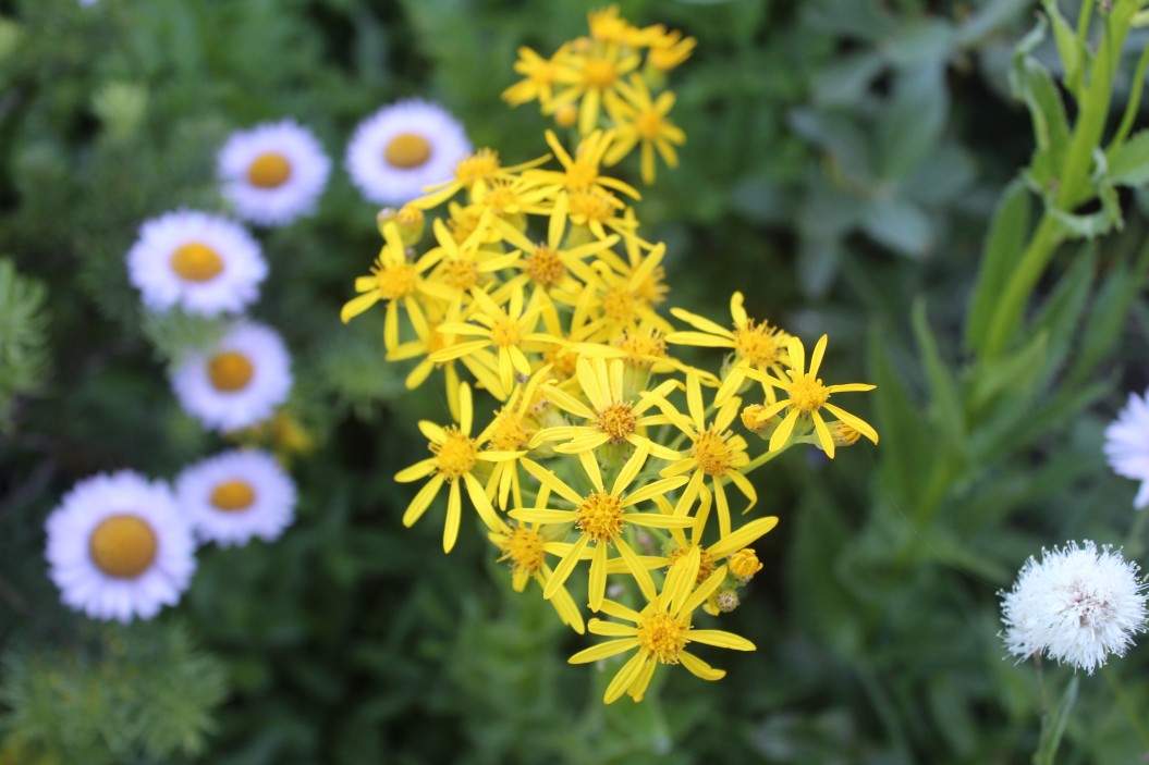 fall wildflowers