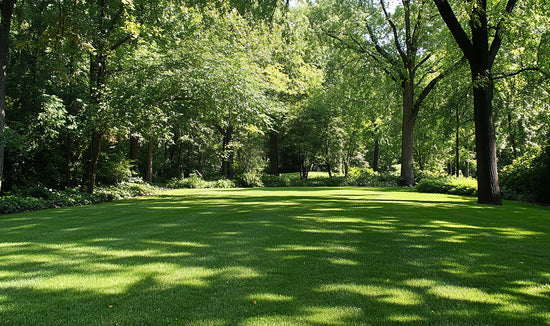 Photo of a partial sun partial shaded lawn