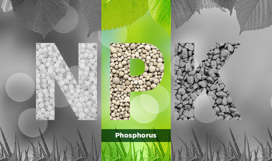 Infographic depicting NPK abbreviation for nitrogen, phosphorus, and potassium with phosphorus highlighted