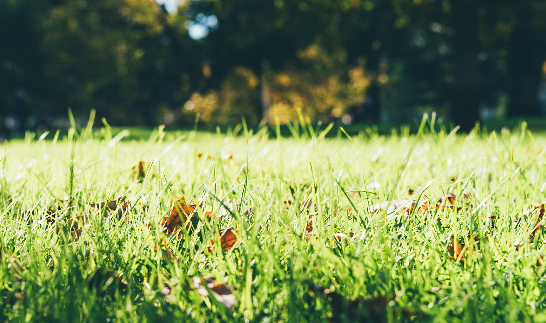 Picture of grass during a hot day