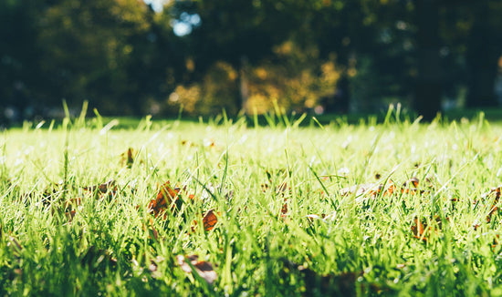 Picture of grass during a hot day