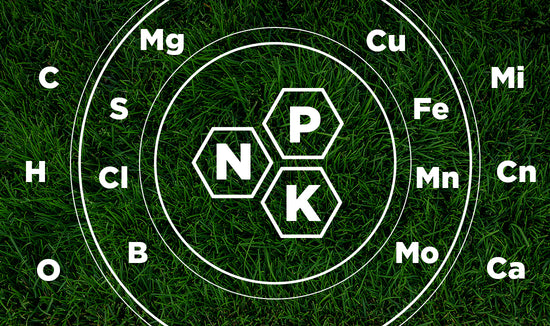 17 nutrient elements for grass plants infographic