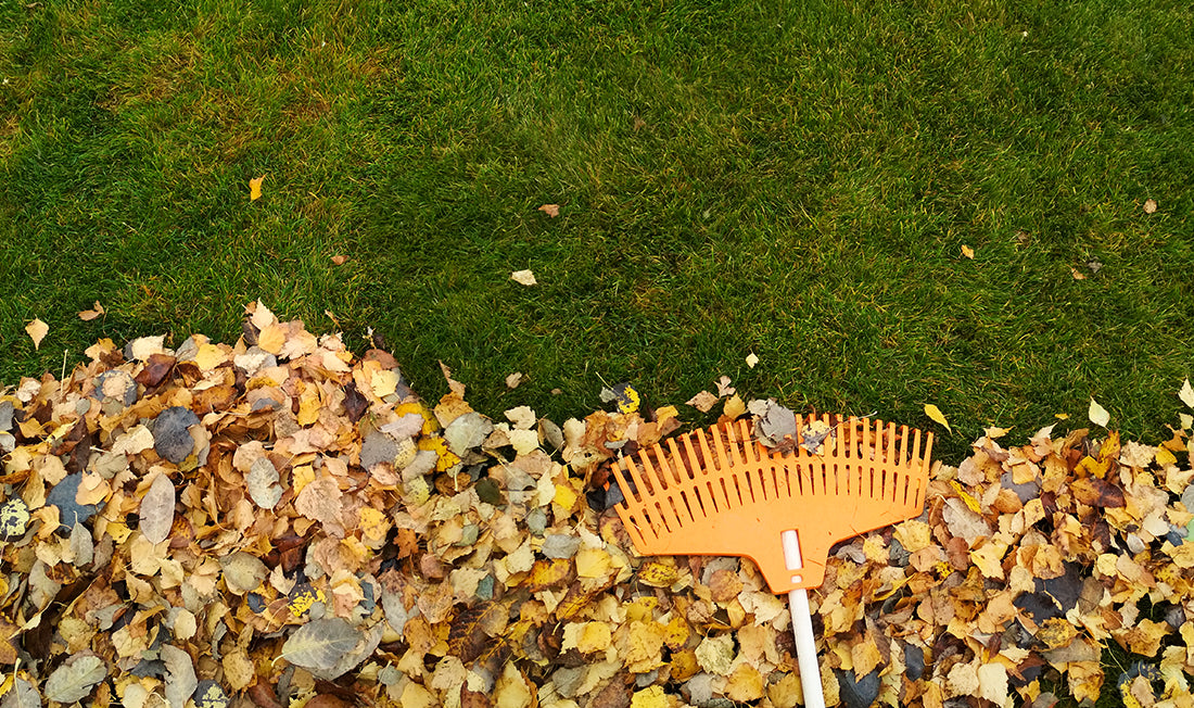 Fall leaves raked into a pile on a lawn