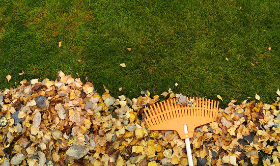 Fall leaves raked into a pile on a lawn