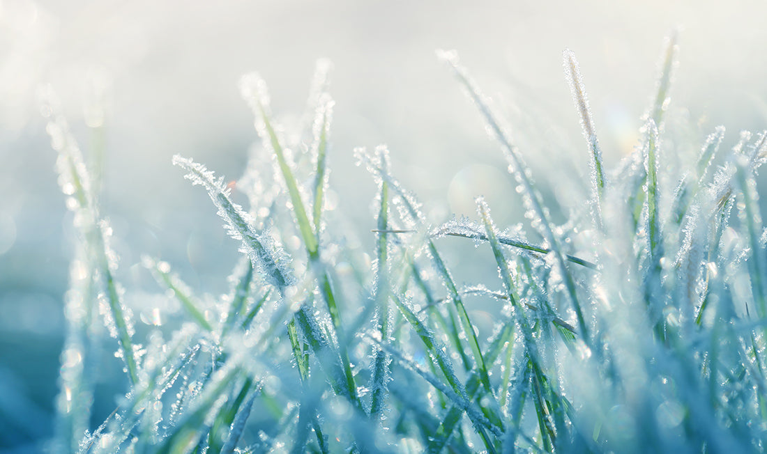 Winter Lawn Care: Ice damage to lawns - Can you prevent it?