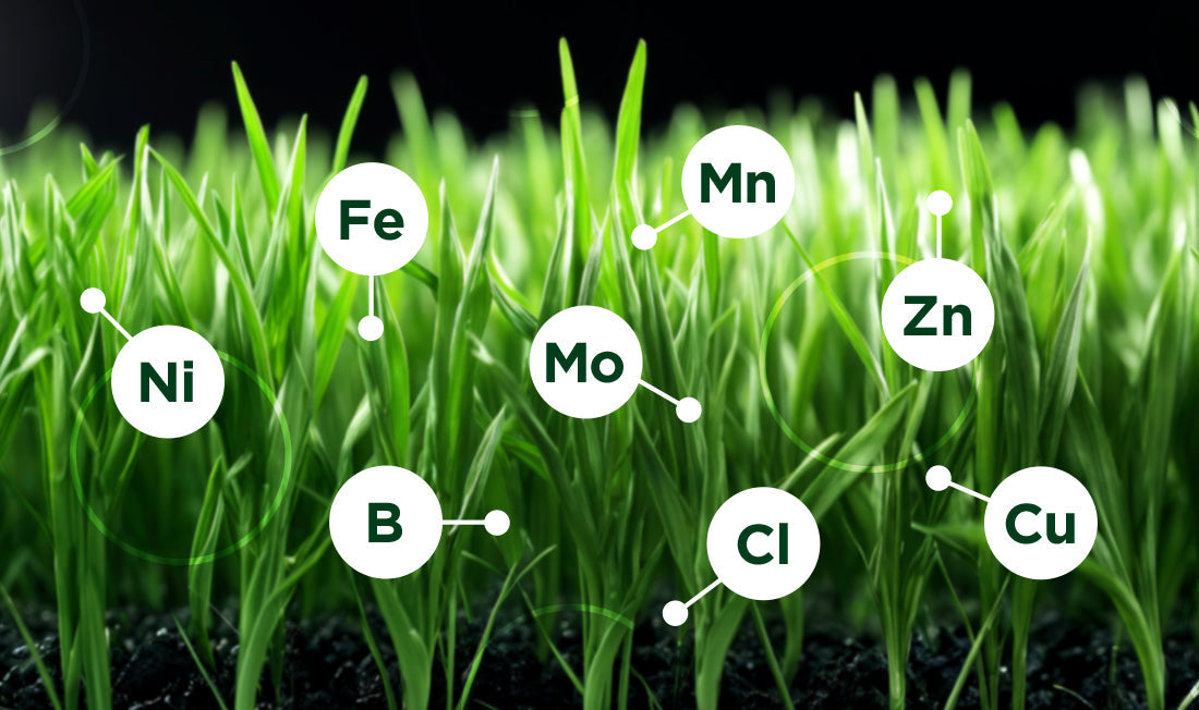 Close-up of grass displaying micro nutrients abbreviations: Iron (Fe), Nickle (Ni), Boron (B), Magnesium (Mg), Molybdenum (Mo), Choline (Cl), Zinc (Zn), Copper (Cu)
