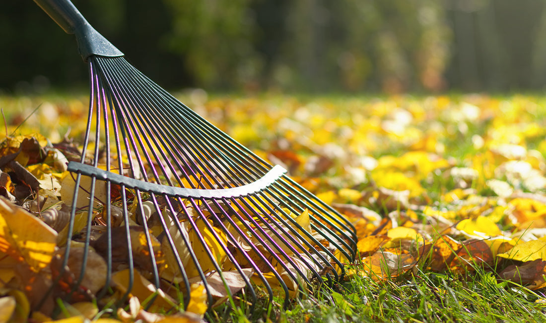 Raking leaves from a lawn on a sunny day
