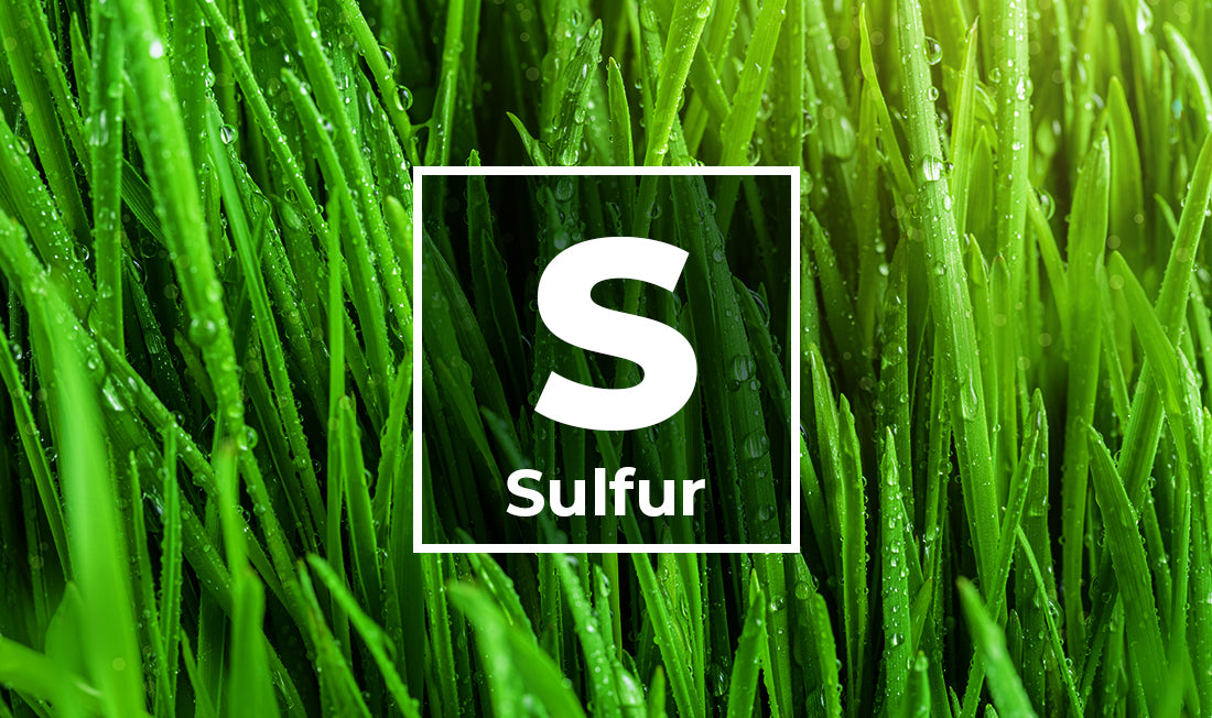 Bright long green. grass with a Sulfur icon