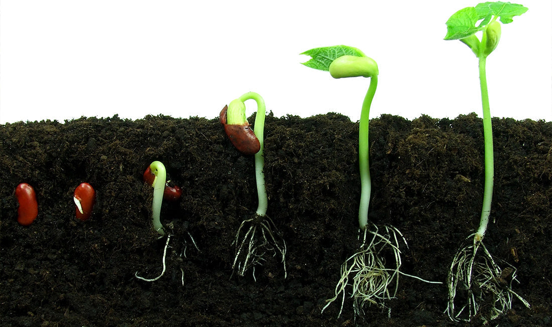 Photo of a seedling sprouting at several stages of growth