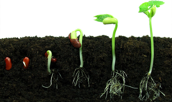 Photo of a seedling sprouting at several stages of growth