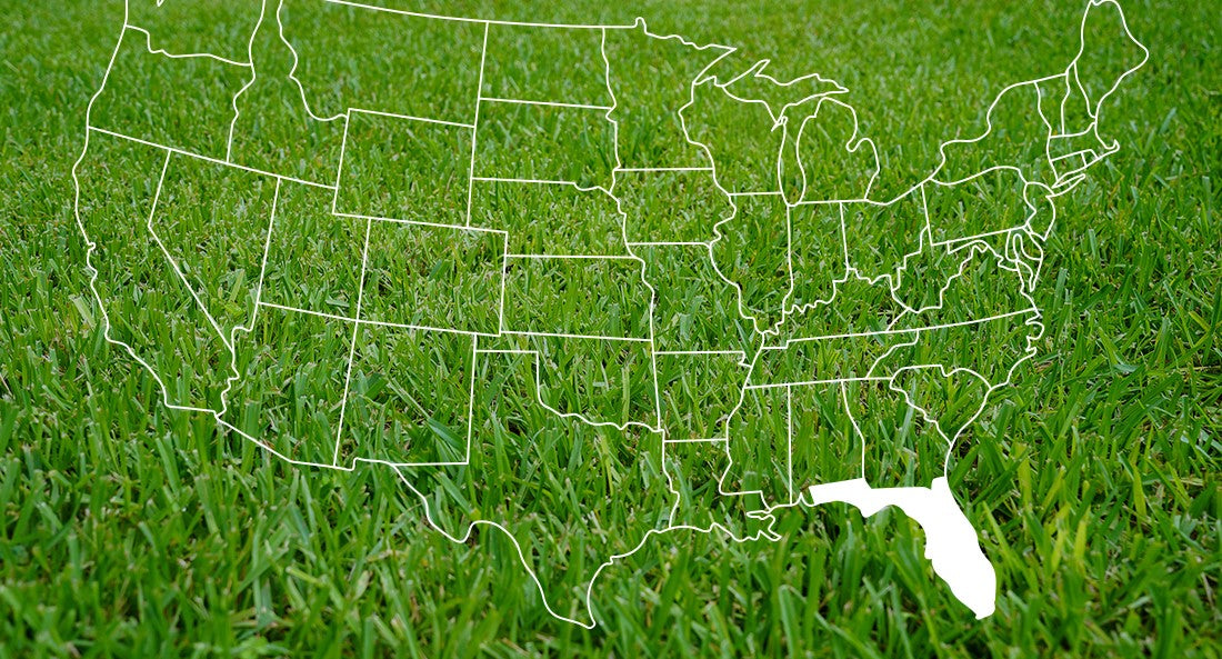 Map of the United States outlined in white with Florida filled in with white with a background of St. Augustinegrass 