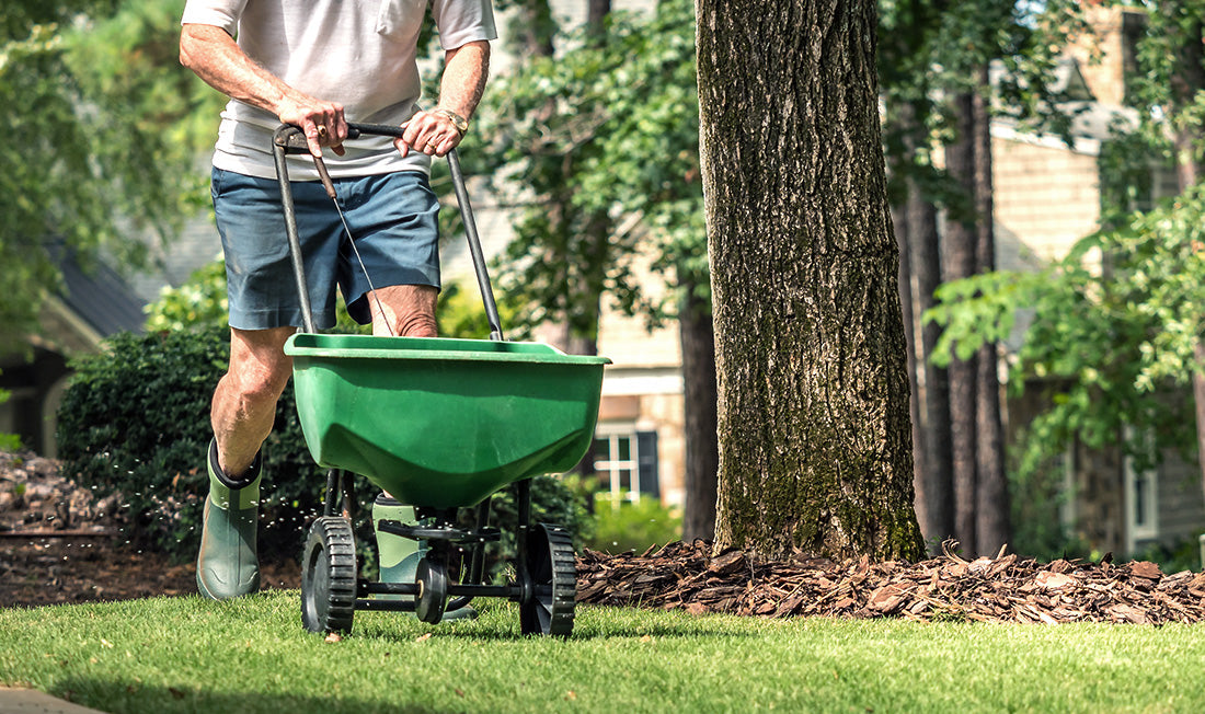 Man applying granular fertilizer with a spreader to lawn