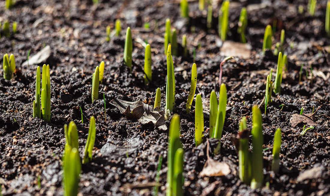 Dark soil and organic matter with new grass sprouting