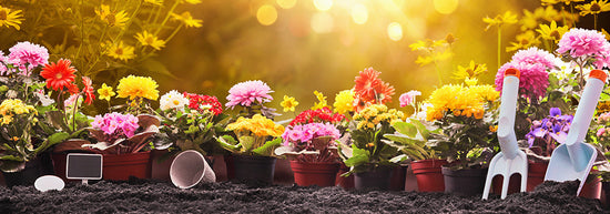 Image of a flower garden