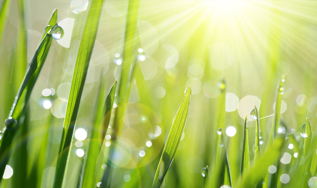 close-up of green grass blades in the sunlight with dew drops
