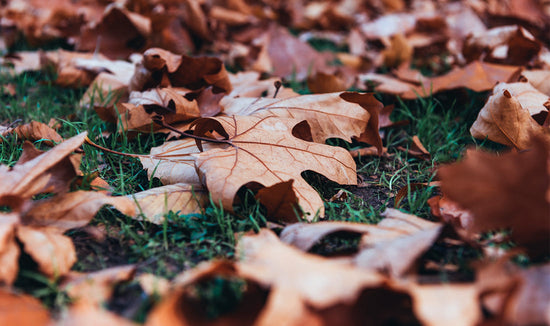 Close-up photograph of brown fall leaves on a dark green lawn