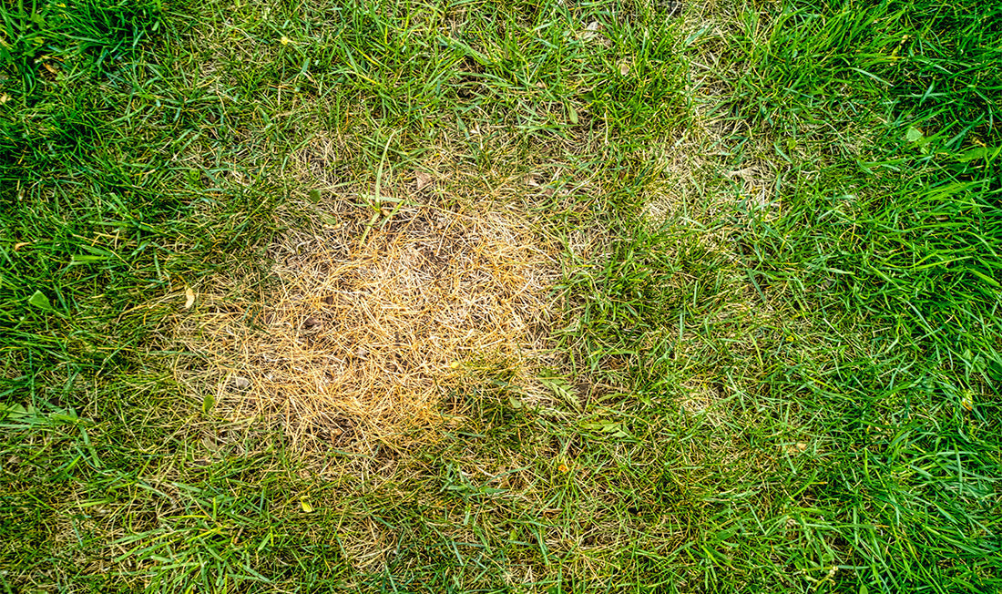 Image of grass fertilizer burn
