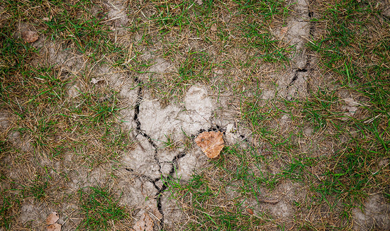 Photograph of a drought-stressed lawn with bare patches and dry, cracked pale soil