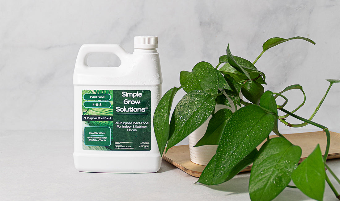 Houseplant fertilizer with pothos houseplant