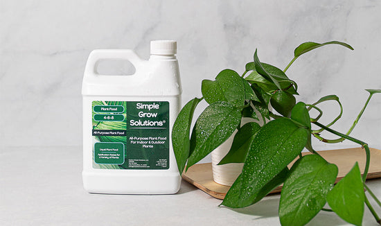 Houseplant fertilizer with pothos houseplant