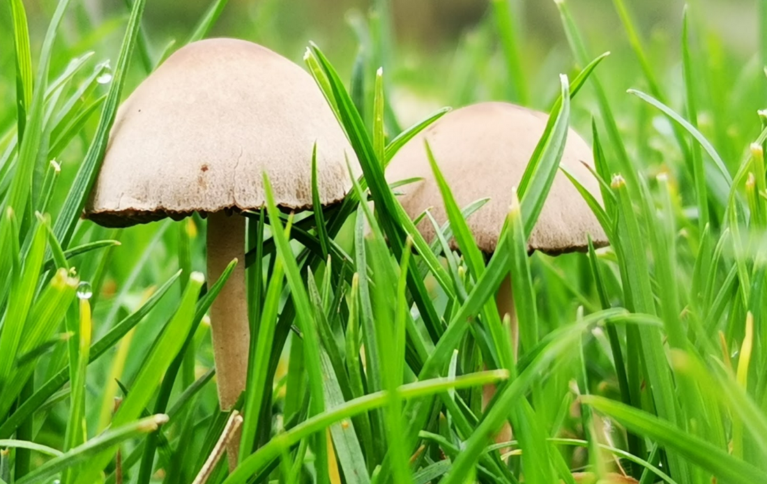 Two mushrooms growing in tall grass