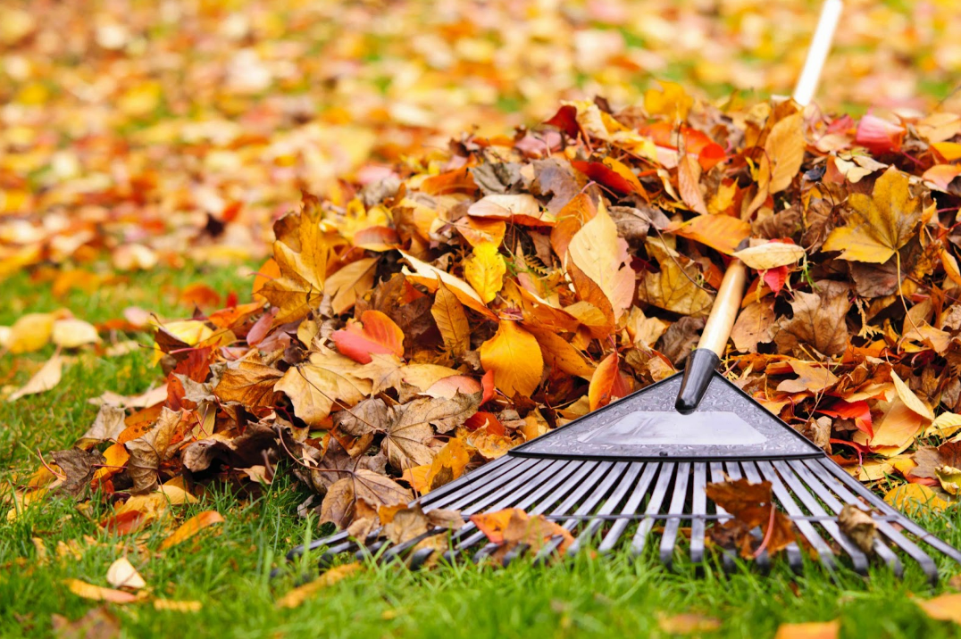 The Truth About Fallen Leaves: Should You Mulch Them or Let Them Be?