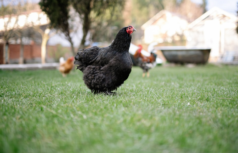 Will lawn fertilizer hurt birds? Simple Lawn Solutions