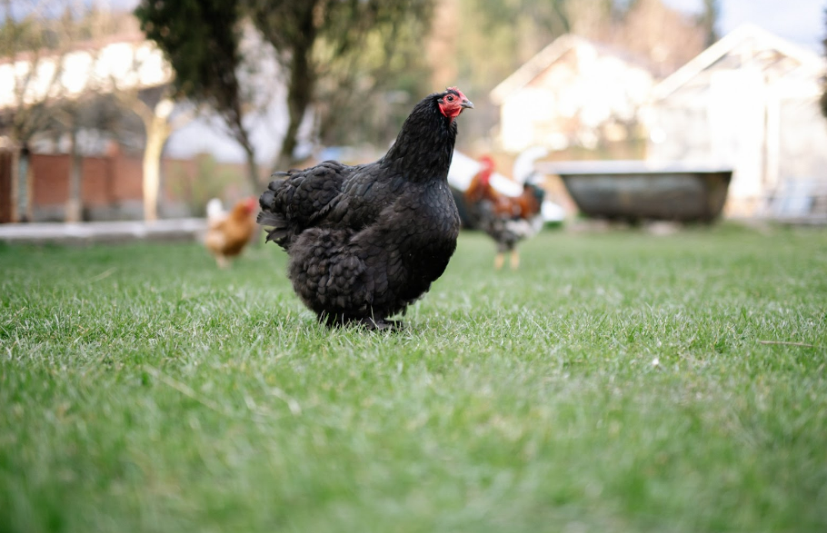 birds on the lawn