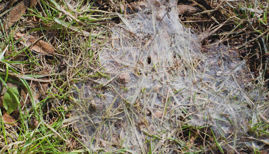 Snow mold