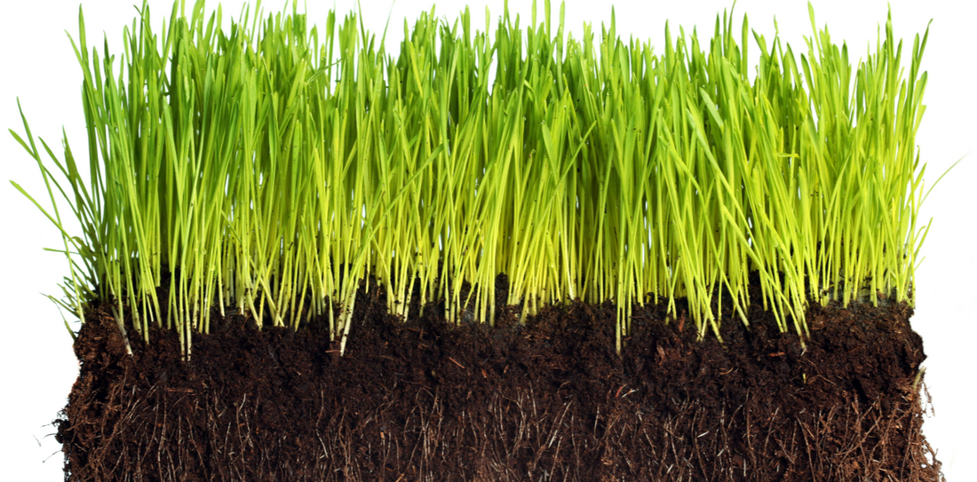 Will fertilizer burn your lawn?