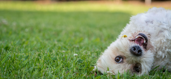 Dog on lawn