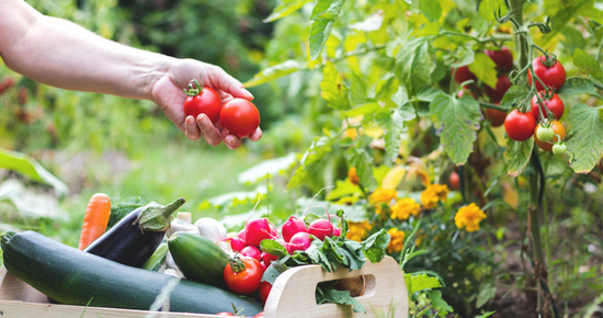 Person picking tomatoes from garden