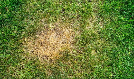 Green Grass with bare patch of dead dry grass