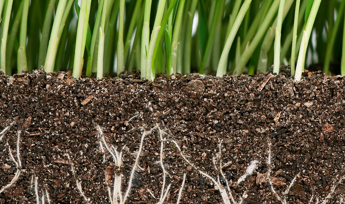 Grass roots growing down into soil