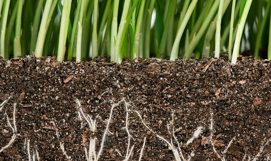 Grass roots growing down into soil