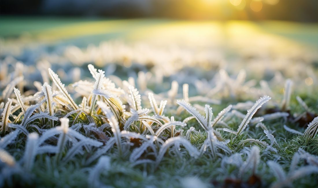 Frost covered grass